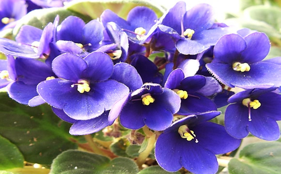 African Violets